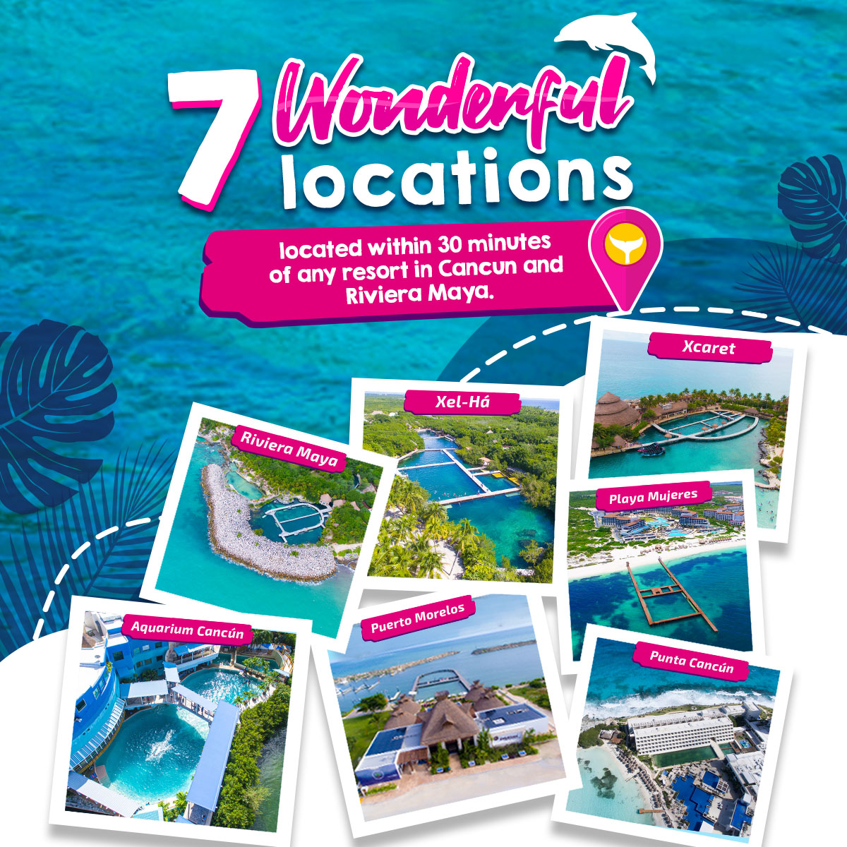 Swim with dolphins in Mexico Delphinus